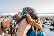 Crop Person Holding Caught Octopus