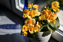 Close-up Of Beautiful Yellow Begonia In White Pot With Dark Green Leaves In Sun. In Background Is Blue Bottle And Its Shadow. Concept: Growing Home Flowers. Selective Focus.