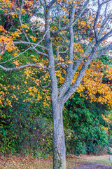 Park Shoreline Bare Tree 2