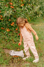 Diligent Cute Preschool Girl Picking Apples From Bush With Fresh Green Leaves
