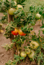 Ripe Tomatoes On Bush In Garden