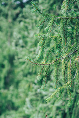 Wall Mural - green branch of the tien shan spruce.