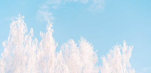 Wall Mural - frosted trees under a clear sky.
