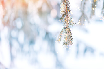 Wall Mural - snowy branches of christmas trees with lights from garlands under the sun.