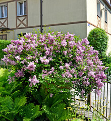 Bush of blooming lilac small-leaved Superba (Syringa microphylla Superba) against the backdrop of the house