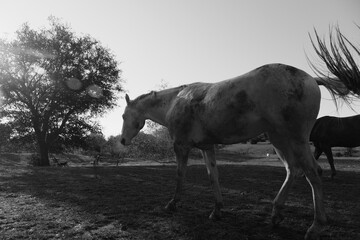 Wall Mural - Young dirty horse walking away through Texas field in black and white.