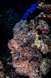Bunte Fische in tropischem Korallenriff