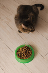 Wall Mural - Portrait of a cat that eats dry food from a bowl on the kitchen floor