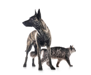 Wall Mural - Dutch Shepherd and maine coon