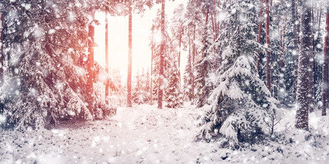 Wall Mural - Sunlight in the snowy winter forest in snowfall.