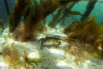 Wall Mural - Velvet crab on the bottom. Crabs on the scotland coast. Nature in Europe. Marine life in the Baltic sea. 