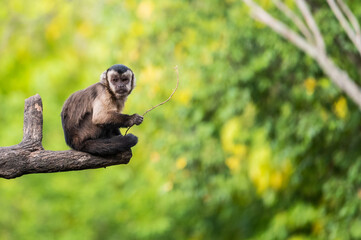 Poster - A capuchin monkey sitting on a branch