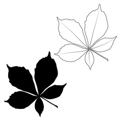 Wall Mural - Set of vector chestnut leaf outline and silhouette black icon. Simple chestnut leaves illustration for logo. Realistic hand drawn leaves illustration set on white background.