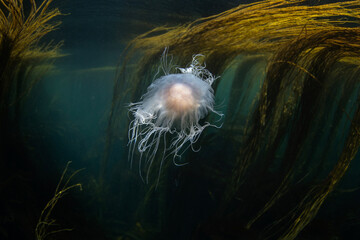 Poster - Blue jellyfish near the Scotland coast. Jelly on the scotland coast. Nature in Europe. Marine life in the Baltic sea. 