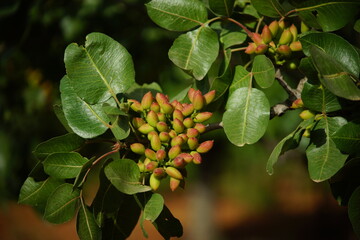 Pistachio tree, pistachios that have just started to mature in the apach.