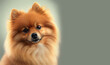 Adorable German Spitz on dark background, space for text. Portrait of a German Spitz dog. Cute dog. Digital art