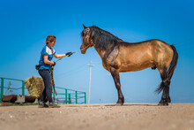 A Young Beautiful Girl Is Engaged With A Horse On A Farm.