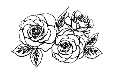 Wall Mural - Rose sketch. Black outline on white background. Drawing vector graphics with floral pattern for design. Vector illustration.