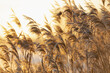 Dry reeds outdoor in the rays of the setting sun. Beige reed grass, pampas grass. 