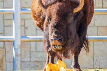 Canvas Print - Close up shot of Bison eating pumpkin