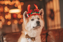 Portrait Of Japanese Happy Cheerful Dog Breed Akita Inu With Bow Tie At Xmas Decorated Lodge