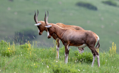 blesbuck