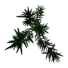 Top view Plant ( Rosemary Rosmarinus officinalis 2) Flower Tree png