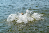 Fototapeta Tulipany - Splash made by man jumped in the water