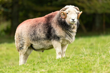 Wall Mural - A fine Herdwick Ram or male sheep in Autumn, facing front with curly horns and marked red on his back. Close up.  Horizontal.  Copy space