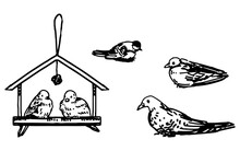 Set Of Wild Birds In Winter. Doodles Of Pigeons, Titmouse, Snowbirds. Hand Drawn Vector Illustrations. Outline Clip Arts Collection Isolated On White.