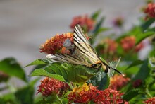 A Thomisus Onustus White Crab Spider Preying On A Scarce Swallowtail Butterfly Amongst Red And Orange Lantana Camara Flowers. White Spider With Pink And Yellow. Black And White Striped Butterfly.