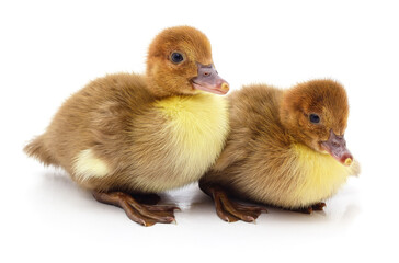 Wall Mural - Two little ducklings.