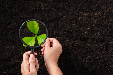 Wall Mural - Hand of researcher woman holding a magnifying glass on black soil at the garden to research seedlings growing, Inspecting new saplings growth, Concept of global pollution, and hands environments