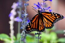 Female Monarch Butterfly On Blue Salvia