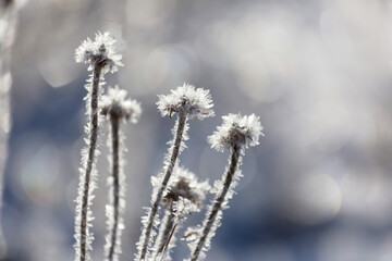 Wall Mural - Frozen meadow