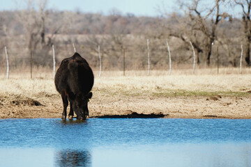 Wall Mural - Hydration for livestock with black angus cow at tank or pond water in Texas rural ranch field during winter season.