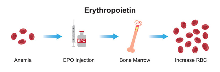 Wall Mural - Scientific Designing of Erythropoietin (EPO) Effect on Bone After Injection. Renal and Hepatic Production of EPO. Colorful Symbols. Vector Illustration.