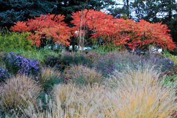 Sumac vinegar tree in the autumn garden, background image