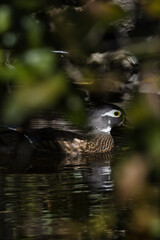 Poster - Female Wood Duck. Aix sponsa