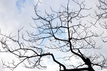 Dead branches tree silhouette with blue sky and cloud