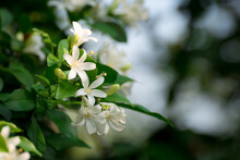 White Flower, Orange Jessamine, Satin-wood, Cosmetic Bark Tree