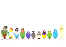 Pet Birds Standing In A Row