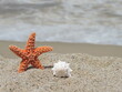 orange starfish and withe sea shell on the sand at the beach on a sunny day hollidays, vacations