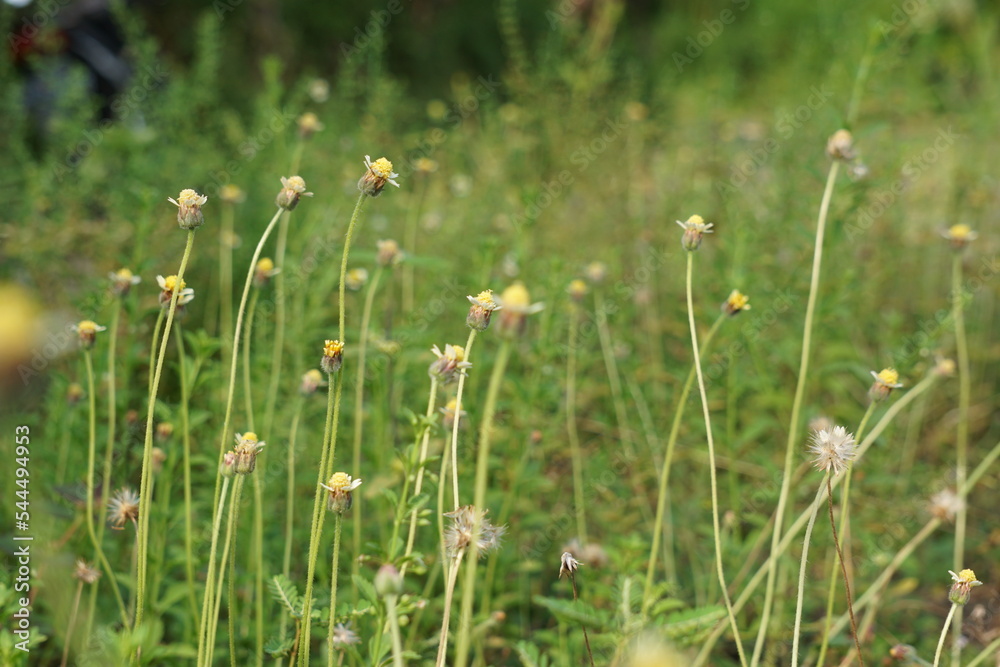 Bidens pilosa (also called ketul kebo, ketul sapi, jaringan, caringan ...