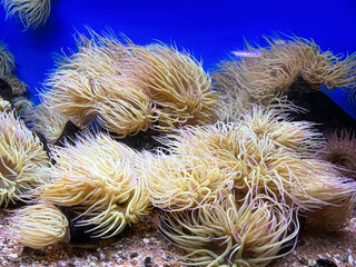 Wall Mural - Many beautiful tropical sea anemones in clean aquarium