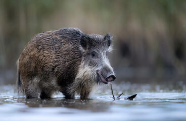 Fototapete - Wild boar close up ( Sus scrofa )