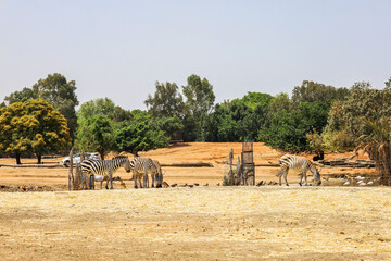 Wall Mural - Many zebras in safari park