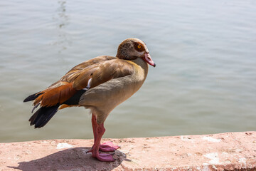 Wall Mural - Egyptian goose (Alopochen aegyptiaca) in zoological garden