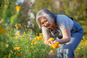 Wall Mural - Retired senior woman trimming  American marigold gardening.