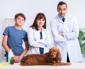 Wall Mural - Vet doctor examining golden retriever dog in clinic